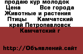 продаю кур молодок. › Цена ­ 320 - Все города Животные и растения » Птицы   . Камчатский край,Петропавловск-Камчатский г.